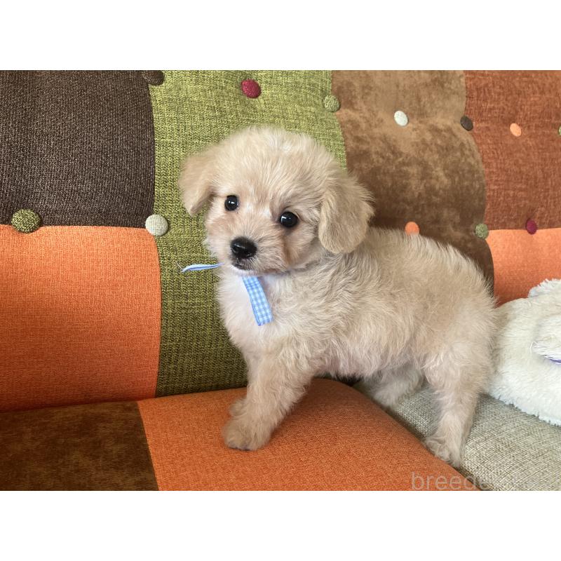 販売中の福岡県のマルプー:マルチーズ×トイプードル-425138の8枚目