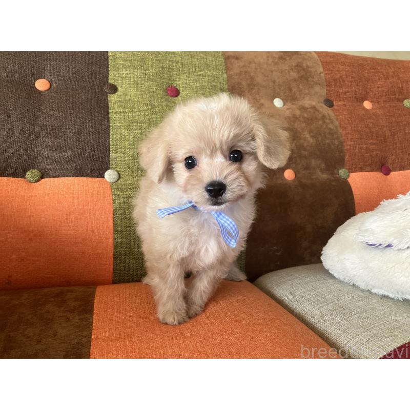 販売中の福岡県のマルプー:マルチーズ×トイプードル-425138の7枚目