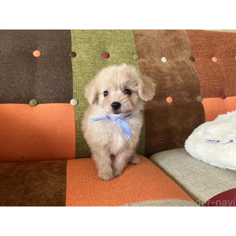 販売中の福岡県のマルプー:マルチーズ×トイプードル-425138の6枚目