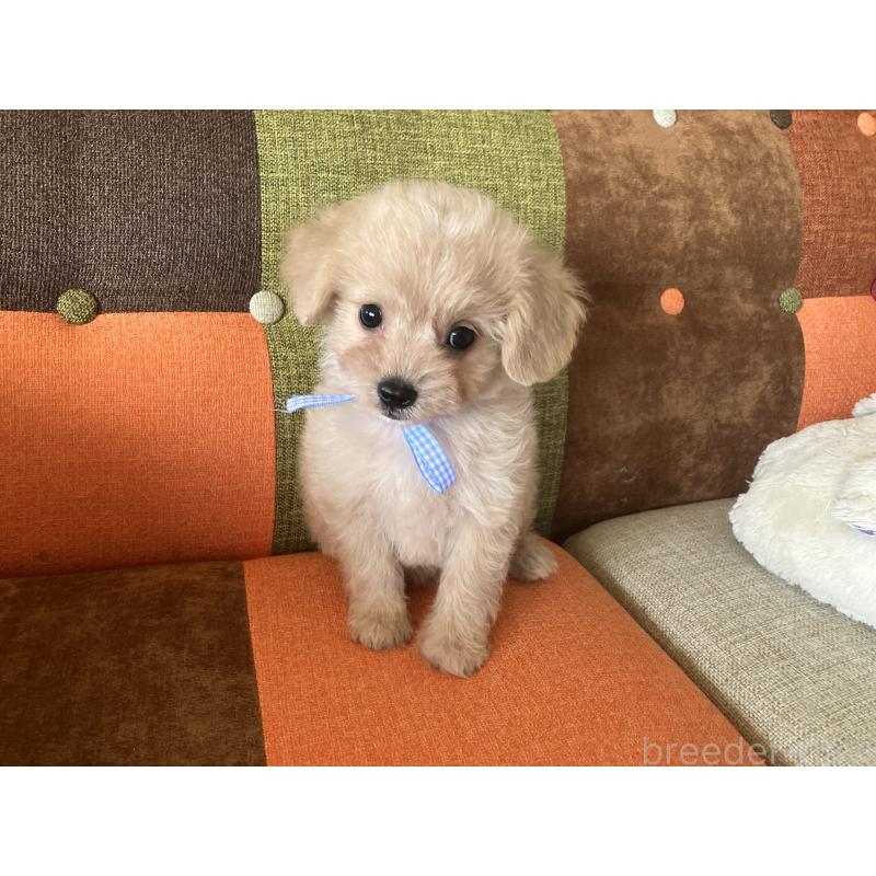 販売中の福岡県のマルプー:マルチーズ×トイプードル-425138の5枚目