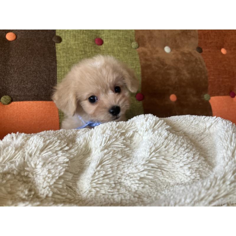 販売中の福岡県のマルプー:マルチーズ×トイプードル-425138の4枚目