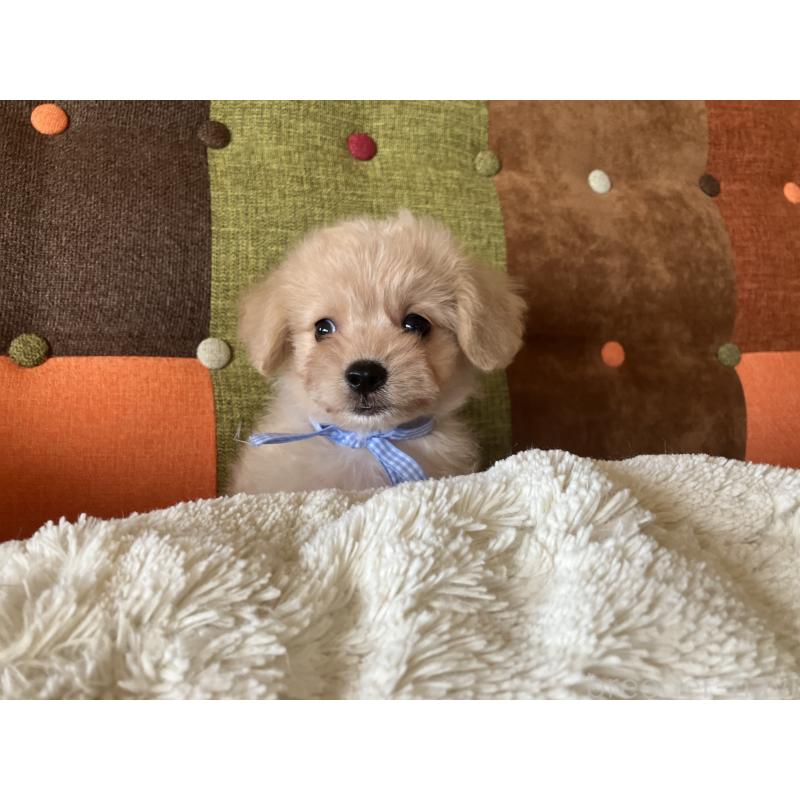 販売中の福岡県のマルプー:マルチーズ×トイプードル-425138の3枚目