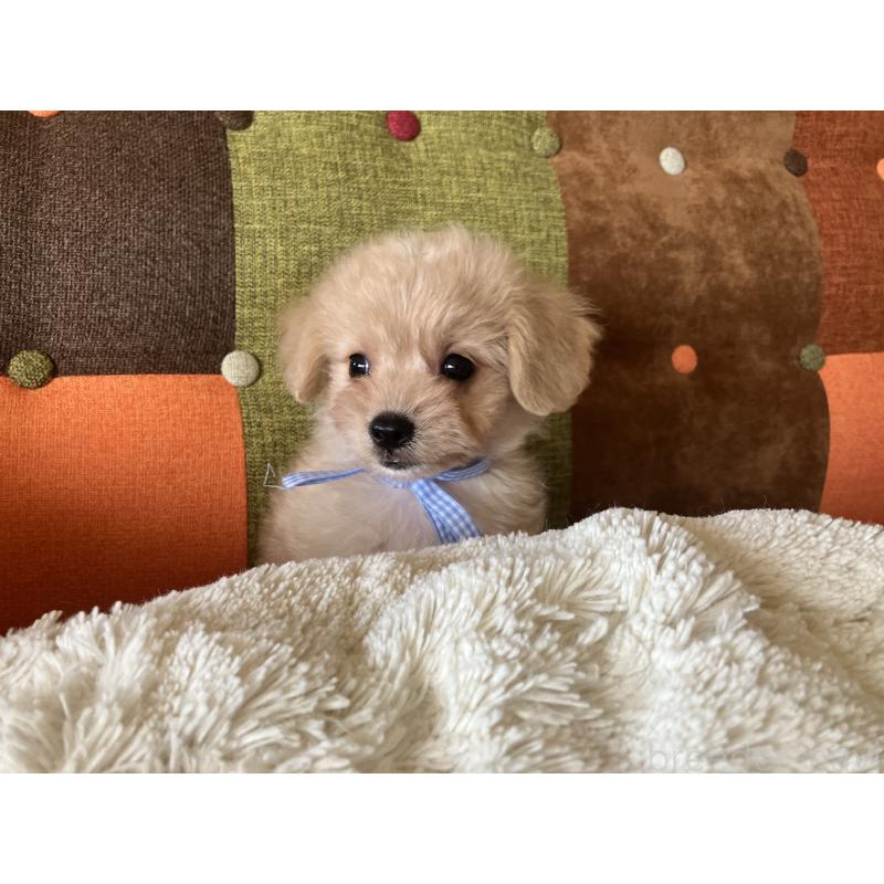 販売中の福岡県のマルプー:マルチーズ×トイプードル-425138の2枚目