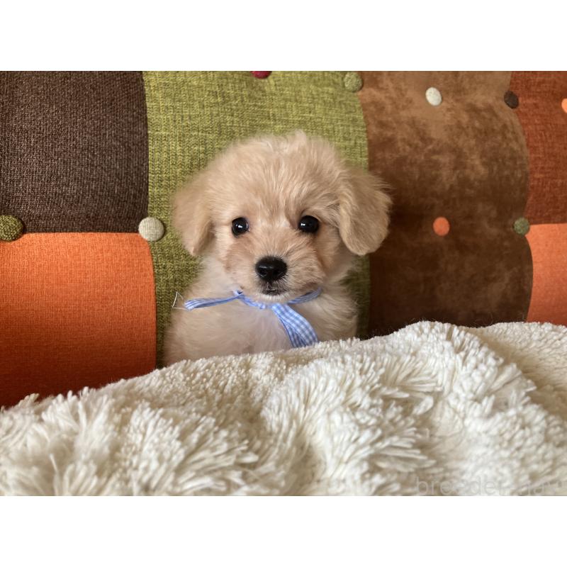 販売中の福岡県のマルプー:マルチーズ×トイプードル-425138