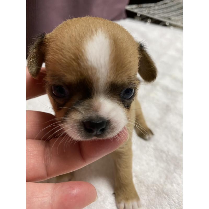 販売中の青森県のチワワ(スムースコート)-425139の4枚目