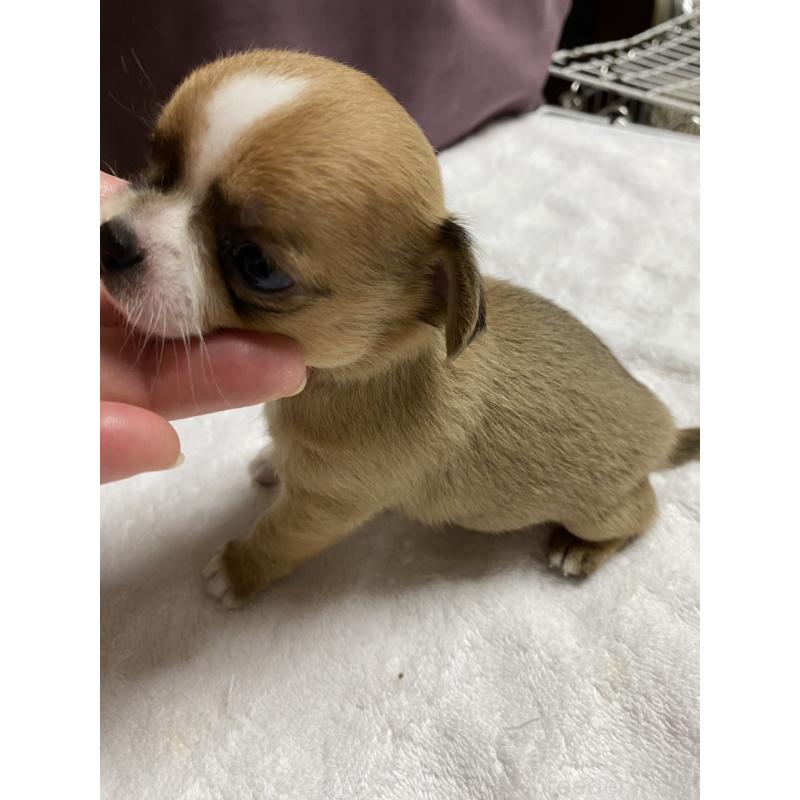 販売中の青森県のチワワ(スムースコート)-425139の3枚目