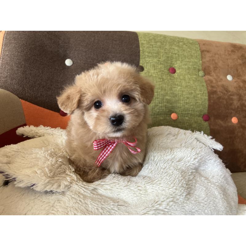 販売中の福岡県のマルプー:マルチーズ×トイプードル-425140の1枚目