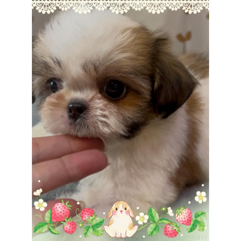 販売中の東京都のチワズー:チワワ×シーズー-423655