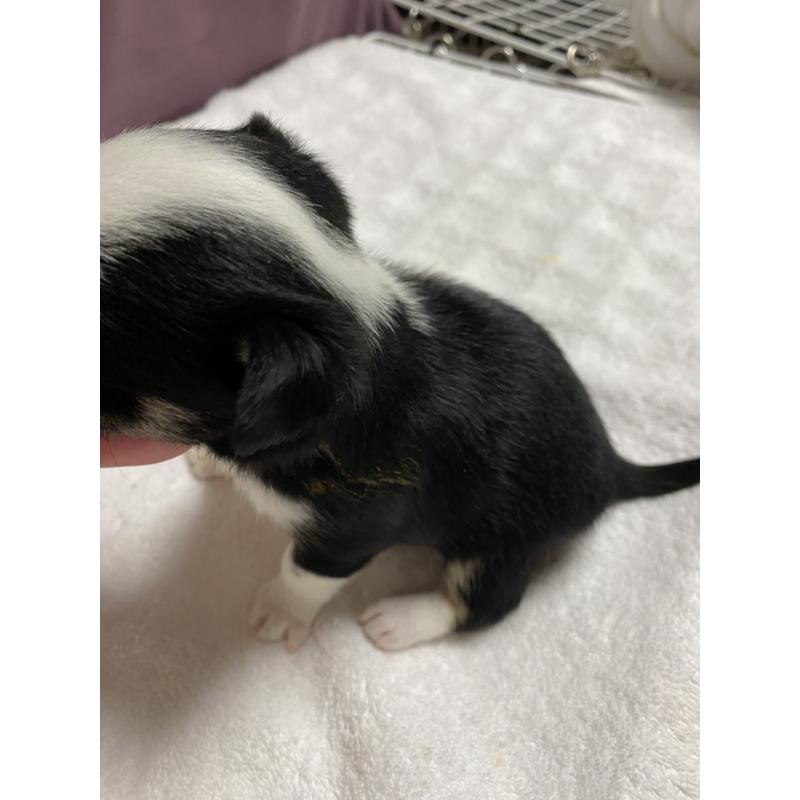 販売中の青森県のチワワ(ロングコート)-425141の3枚目