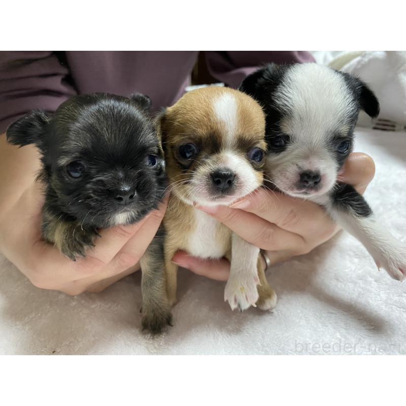 販売中の青森県のチワワ(ロングコート)-425141の2枚目