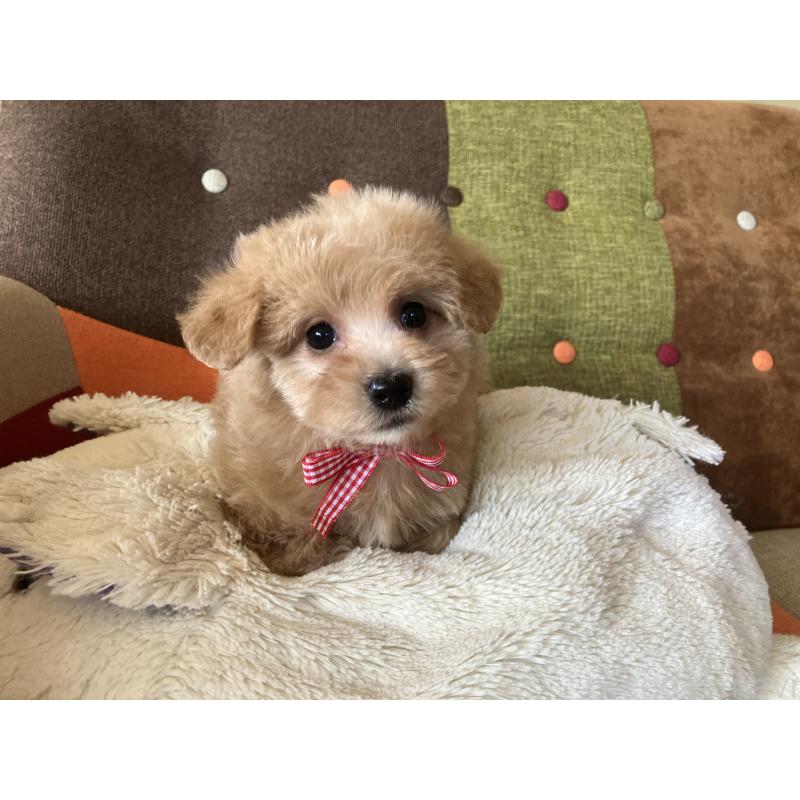 販売中の福岡県のマルプー:マルチーズ×トイプードル-425140の7枚目