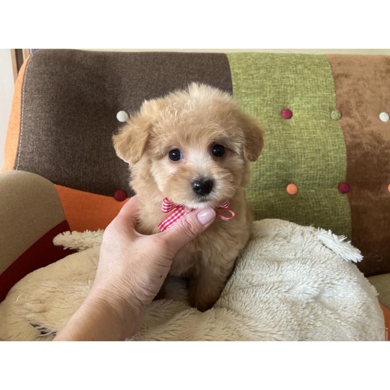 販売中の福岡県のマルプー:マルチーズ×トイプードル-425140の6枚目