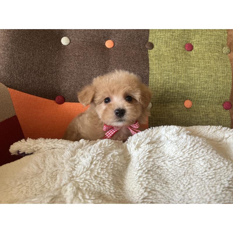 販売中の福岡県のマルプー:マルチーズ×トイプードル-425140の5枚目