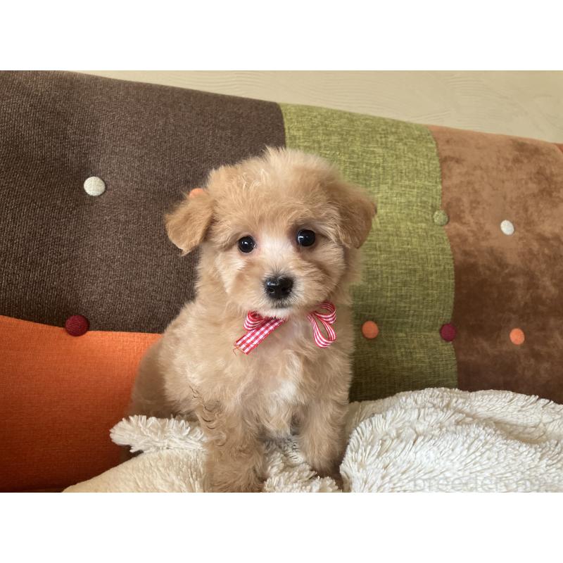 販売中の福岡県のマルプー:マルチーズ×トイプードル-425140の4枚目