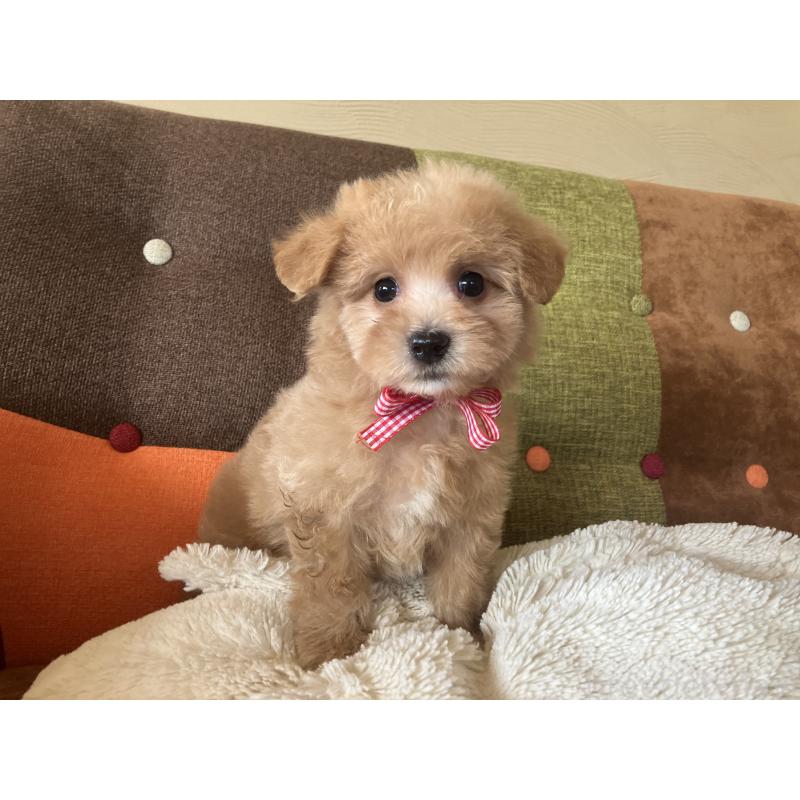 販売中の福岡県のマルプー:マルチーズ×トイプードル-425140の3枚目