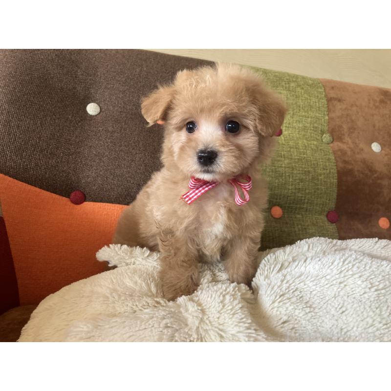 販売中の福岡県のマルプー:マルチーズ×トイプードル-425140の2枚目