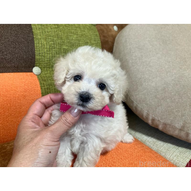 販売中の福岡県のトイプードル-425143の14枚目