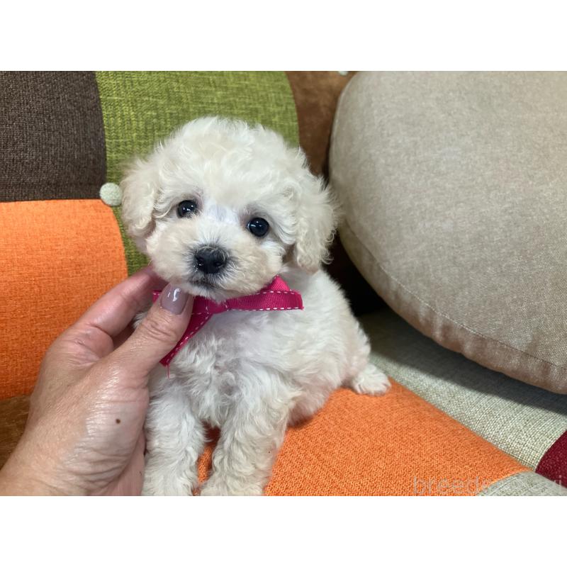 販売中の福岡県のトイプードル-425143の13枚目