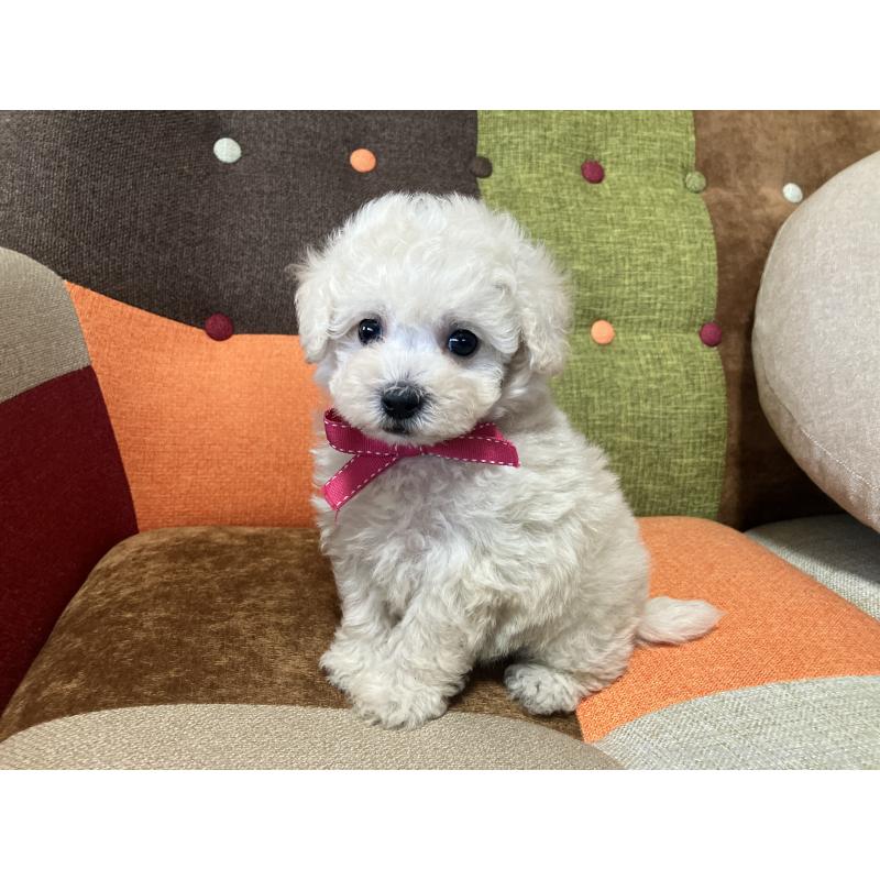 販売中の福岡県のトイプードル-425143の12枚目