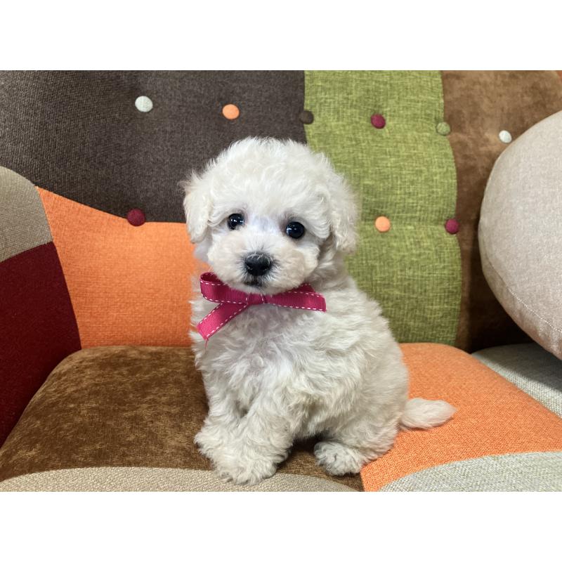 販売中の福岡県のトイプードル-425143の11枚目