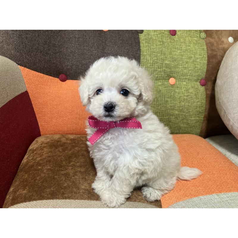 販売中の福岡県のトイプードル-425143の10枚目