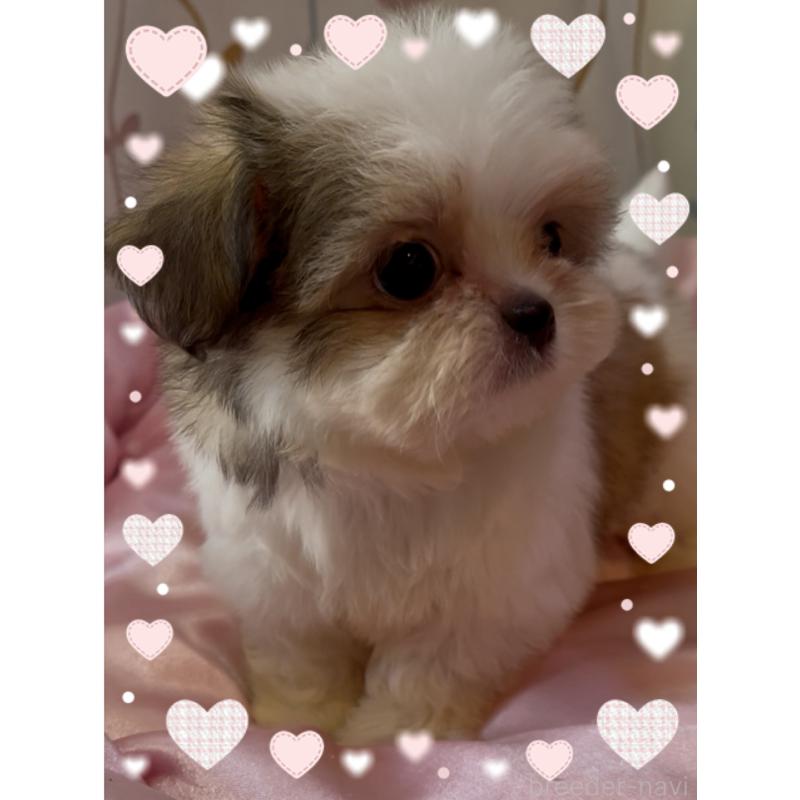 販売中の東京都のチワズー:チワワ×シーズー-425142の6枚目