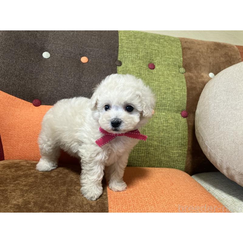 販売中の福岡県のトイプードル-425143の9枚目