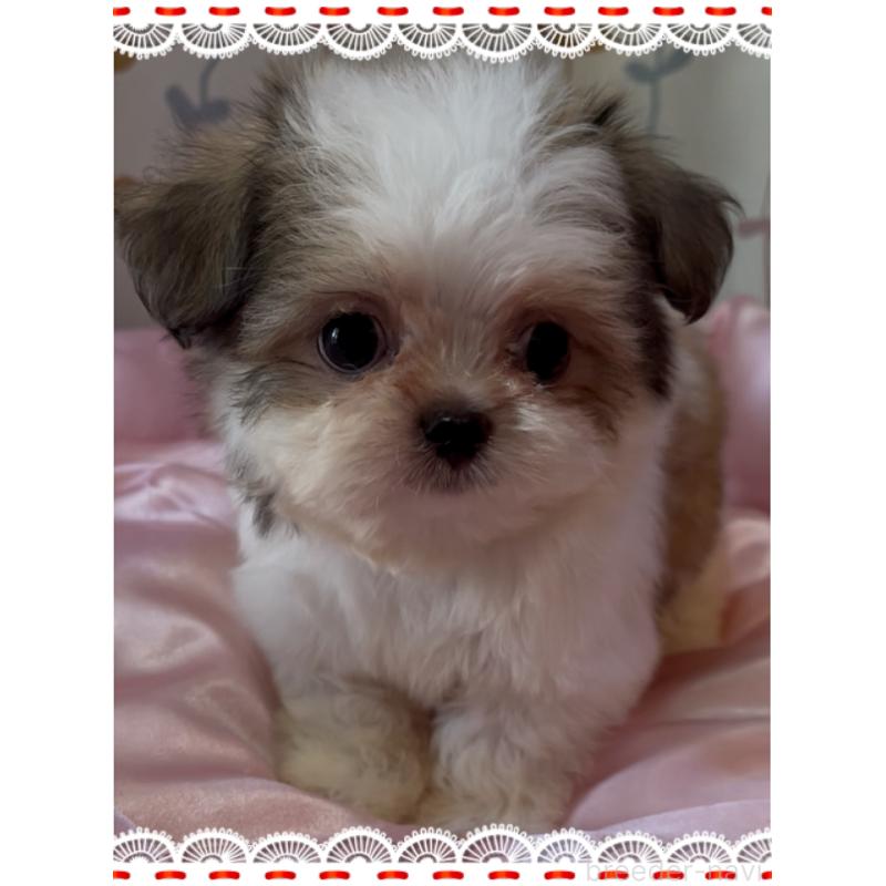 販売中の東京都のチワズー:チワワ×シーズー-425142の5枚目