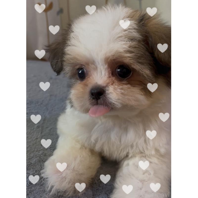 販売中の東京都のチワズー:チワワ×シーズー-425142の1枚目