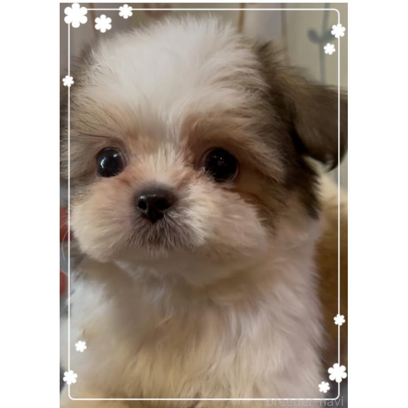 販売中の東京都のチワズー:チワワ×シーズー-425142の4枚目