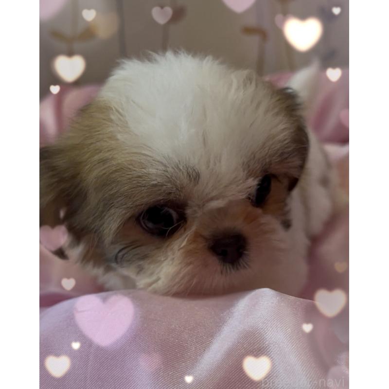 販売中の東京都のチワズー:チワワ×シーズー-425142の3枚目