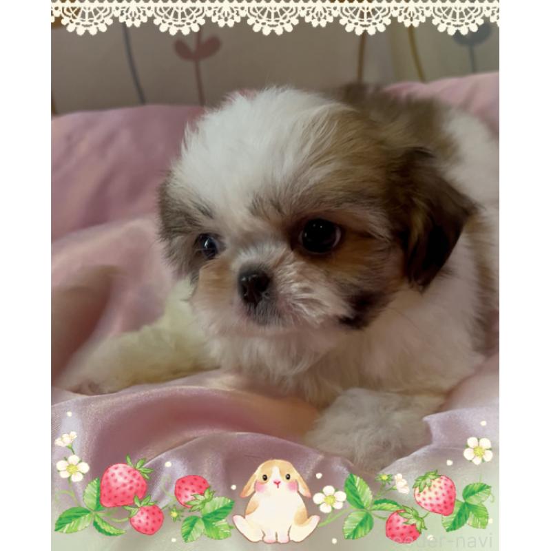 販売中の東京都のチワズー:チワワ×シーズー-425142の2枚目