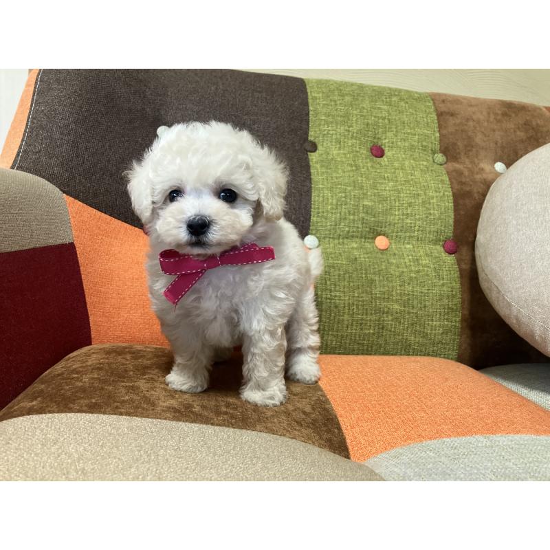 販売中の福岡県のトイプードル-425143の8枚目