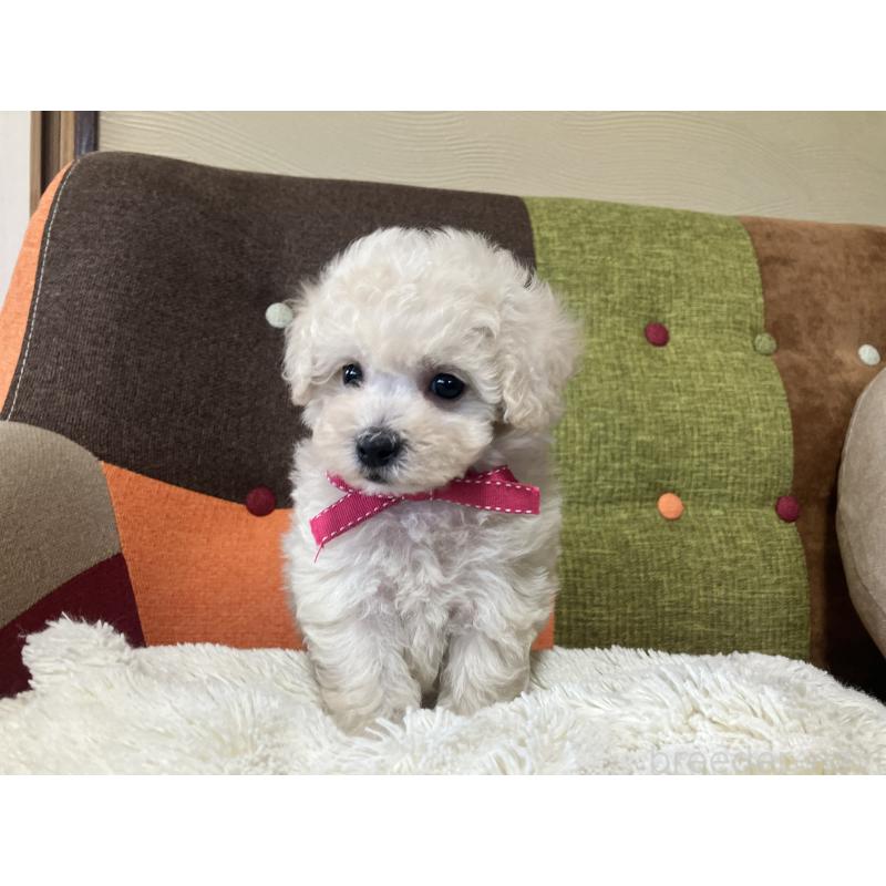 販売中の福岡県のトイプードル-425143の7枚目