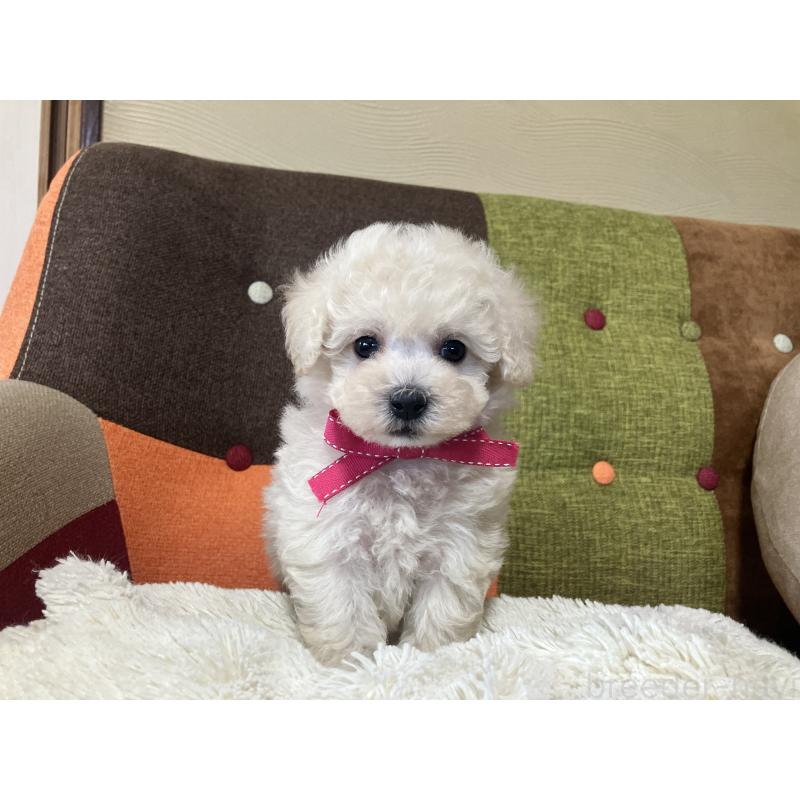 販売中の福岡県のトイプードル-425143の6枚目