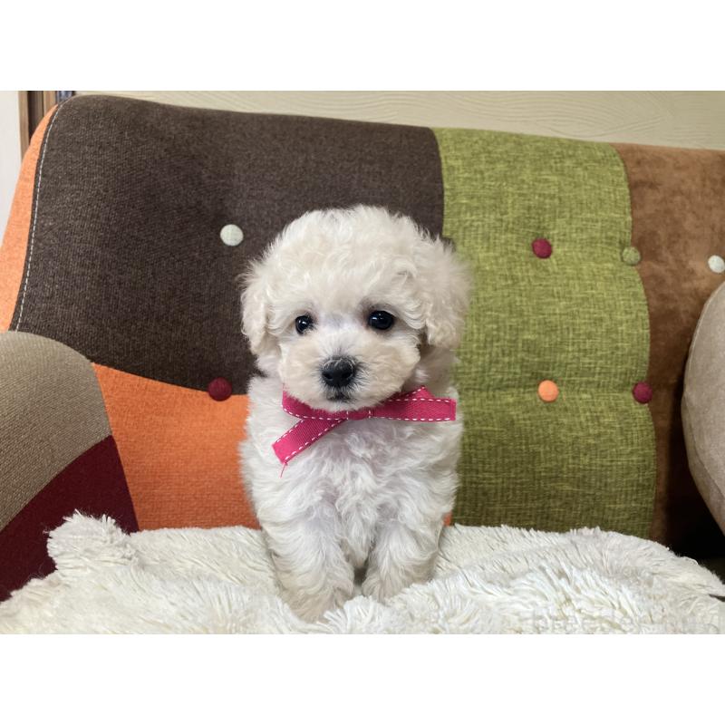 販売中の福岡県のトイプードル-425143の5枚目