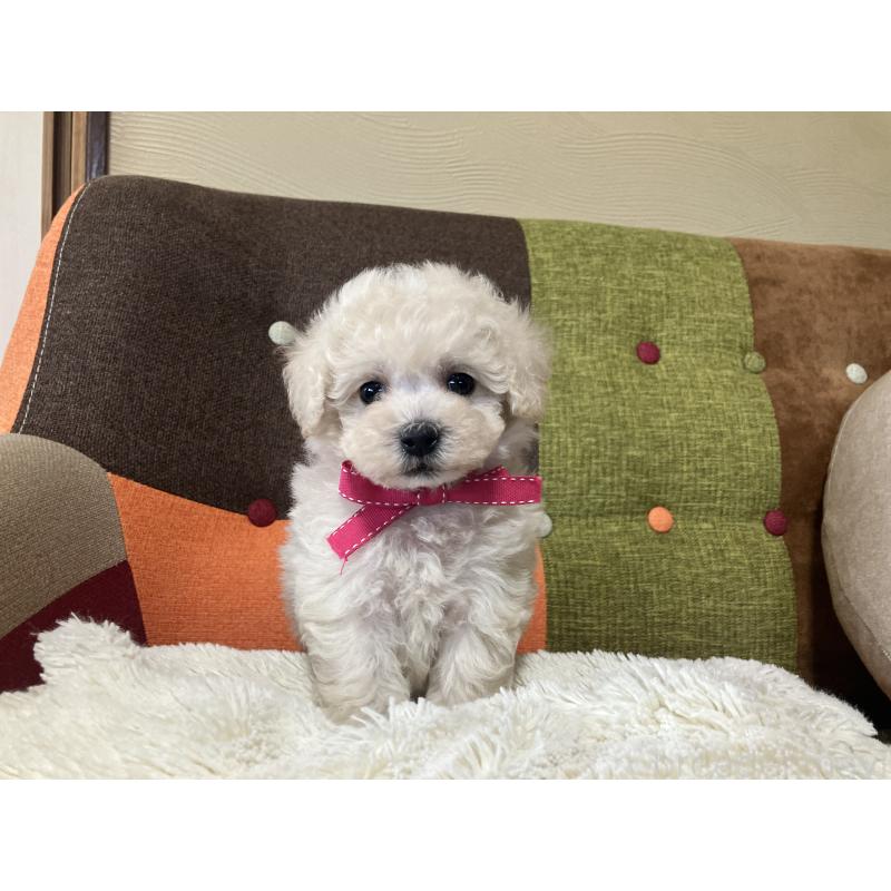 販売中の福岡県のトイプードル-425143の1枚目