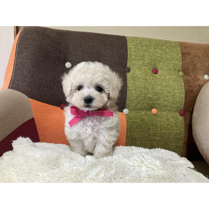 販売中の福岡県のトイプードル-425143の4枚目