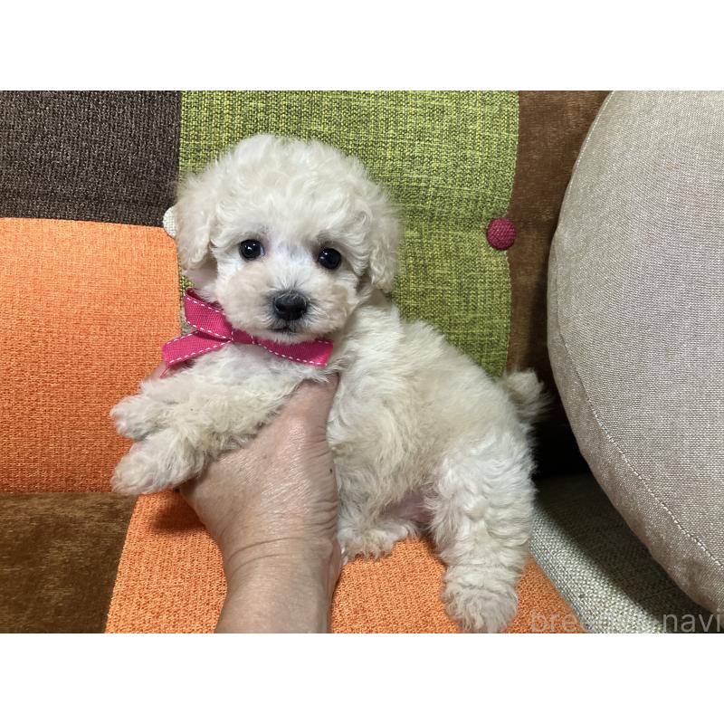 販売中の福岡県のトイプードル-425143の3枚目