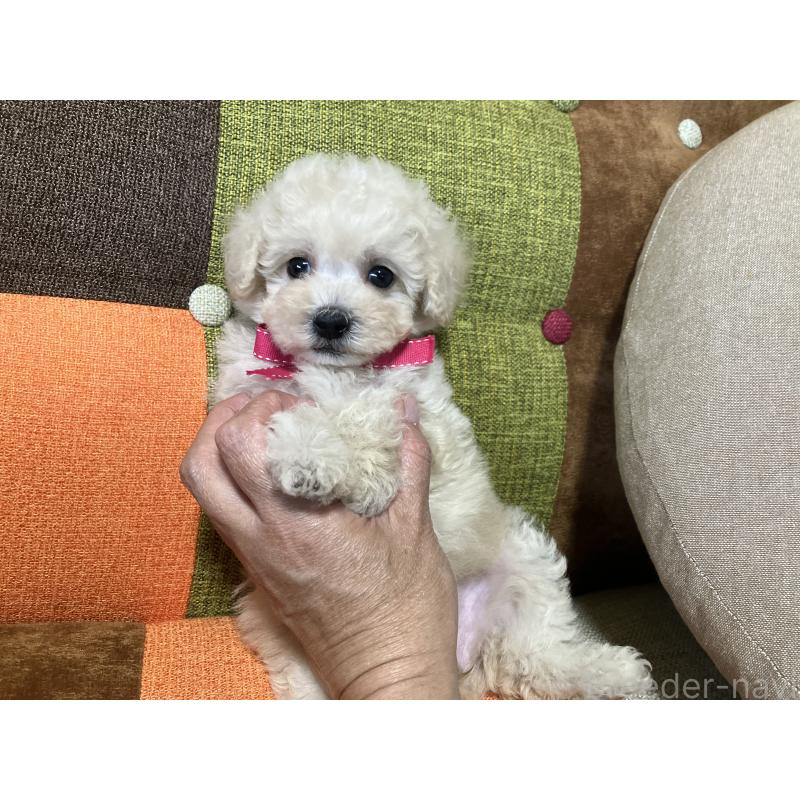 販売中の福岡県のトイプードル-425143の2枚目