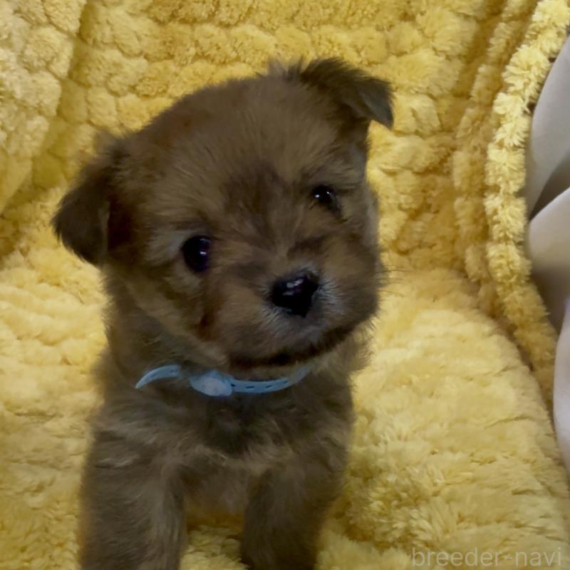 商談中の神奈川県のミックス犬-422167の11枚目