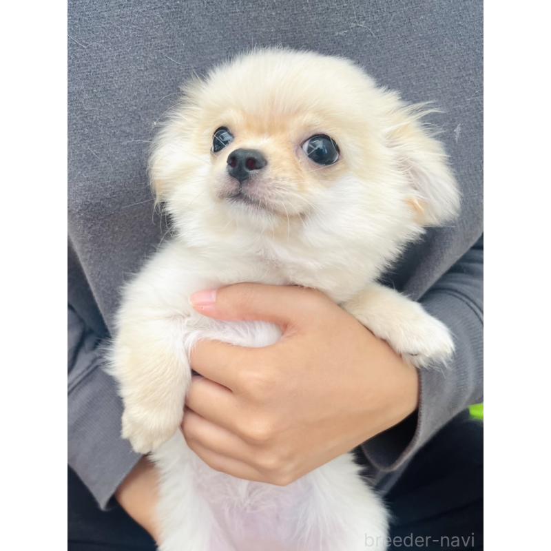 販売中の愛知県のチワワ(ロングコート)-417333の3枚目