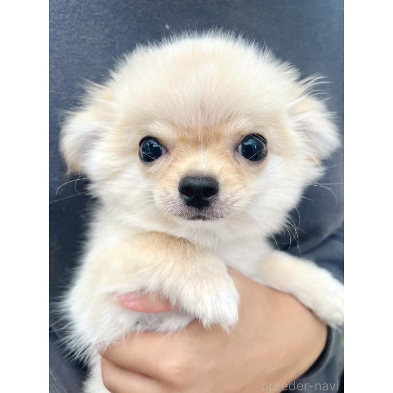 販売中の愛知県のチワワ(ロングコート)-417333の2枚目