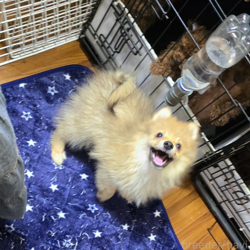 販売中の岡山県のポメラニアン-406319の2枚目