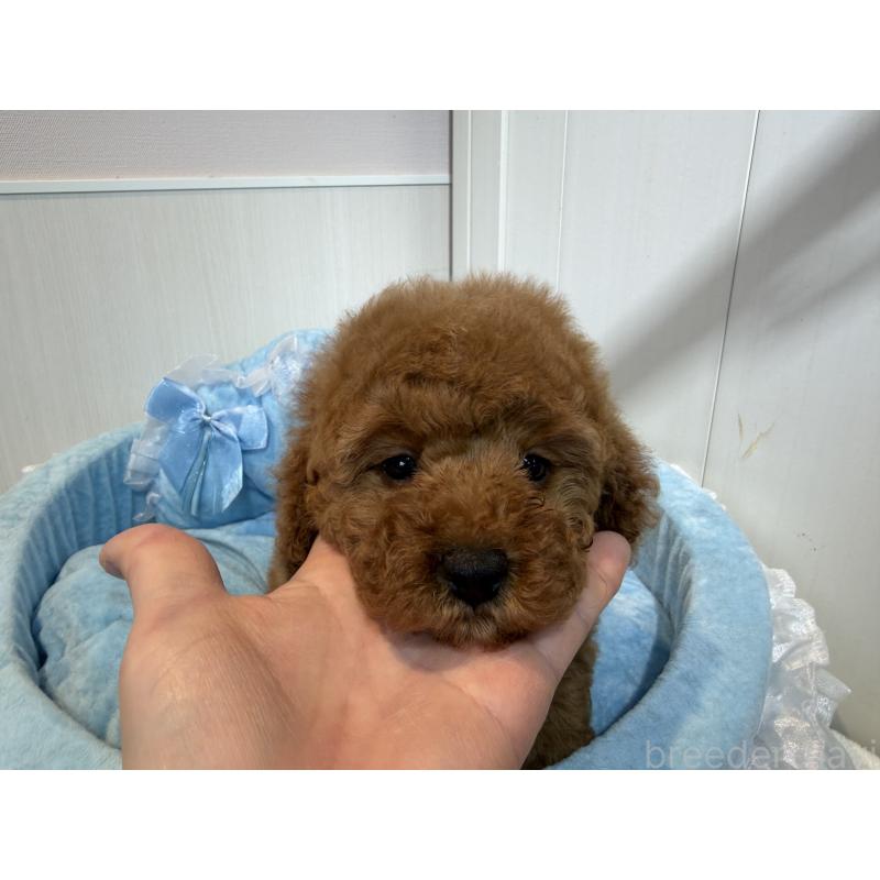 商談中の埼玉県のミニチュアプードル-424978の11枚目