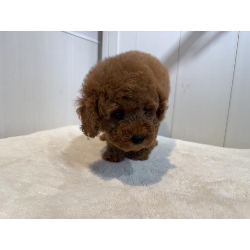 商談中の埼玉県のミニチュアプードル-424978の10枚目