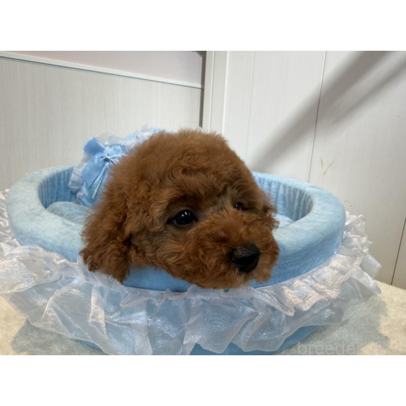 商談中の埼玉県のミニチュアプードル-424978の9枚目