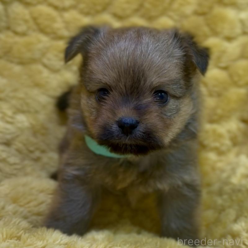 成約済の神奈川県のミックス犬-422169の9枚目