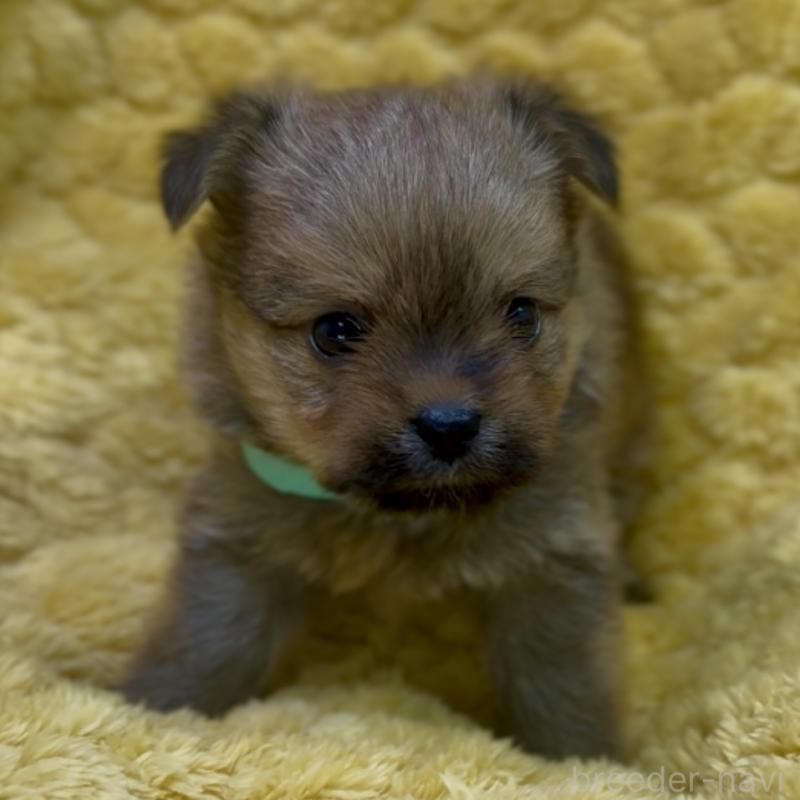 成約済の神奈川県のミックス犬-422169の8枚目