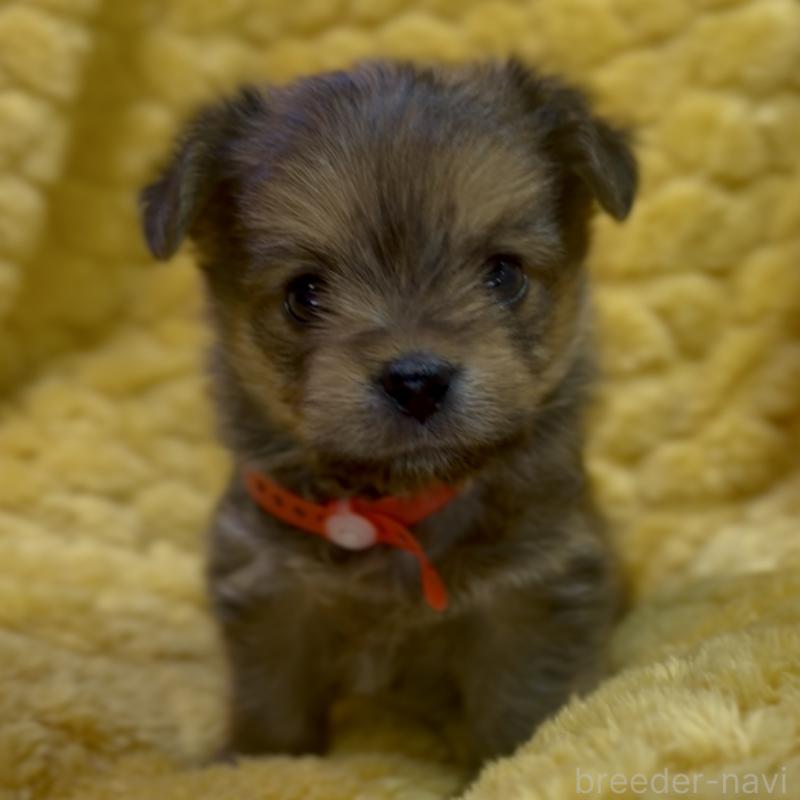 成約済の神奈川県のミックス犬-422170の9枚目